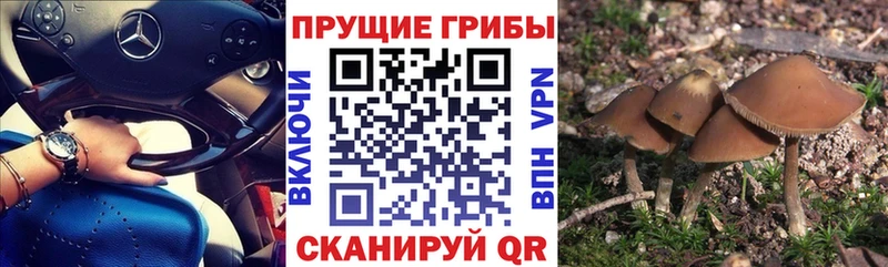 Псилоцибиновые грибы Psilocybine cubensis  omg ONION  Мончегорск 